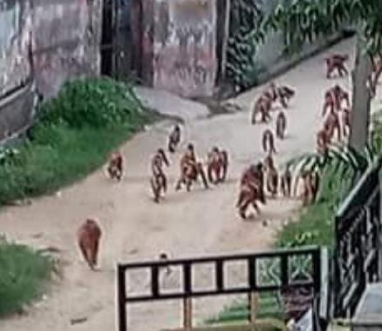 ग्रामीणों ने नपा से बंदर पकड़ने की लगाई गुहार....